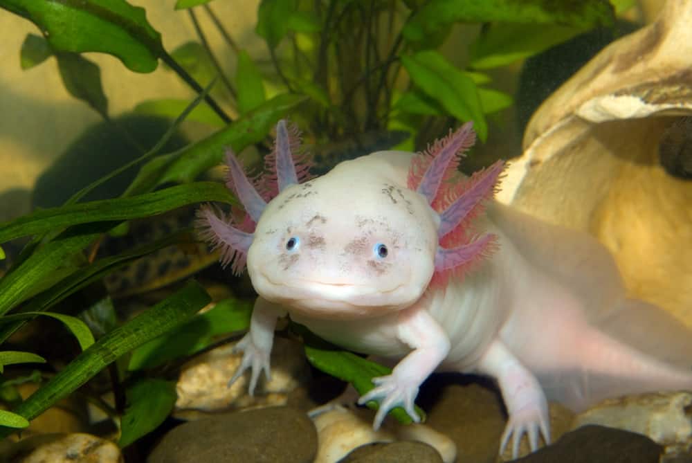 Axolotls