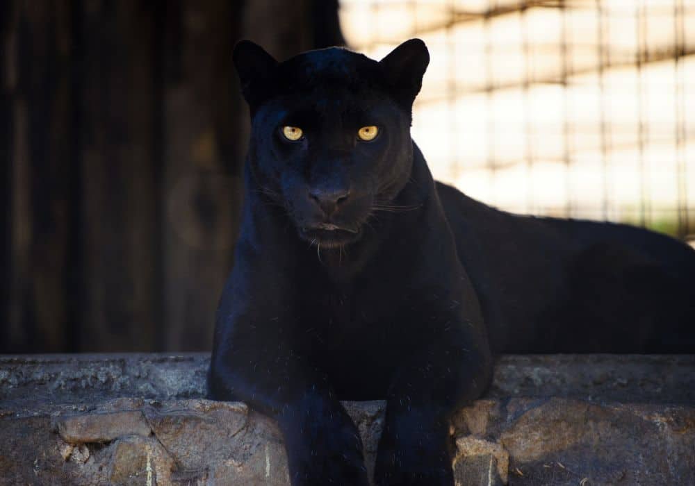 Black panther symbolism in Asia