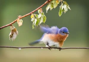Bluebird Symbolism: 12 Spiritual Meanings of Bluebird