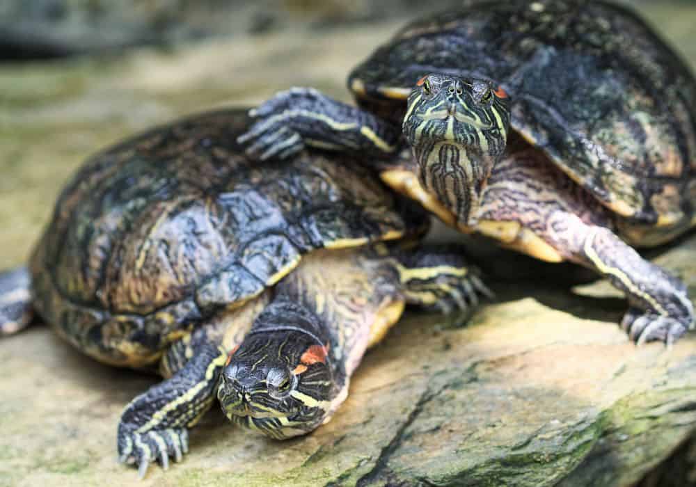 Can red-eared slider turtles be kept as a pet?