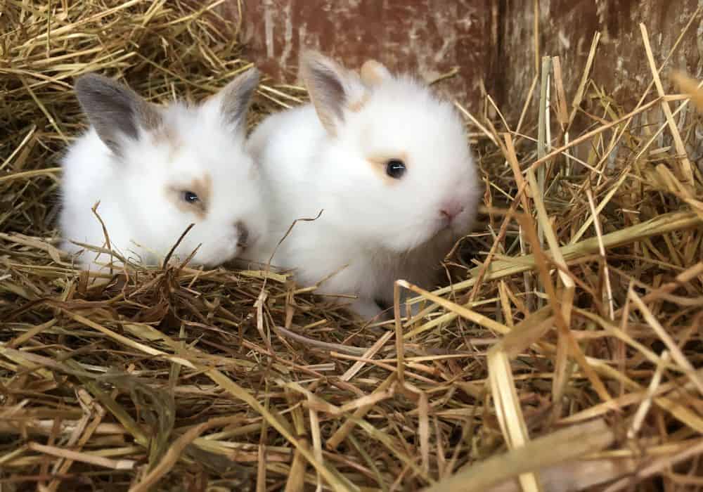 Captive Baby Rabbits