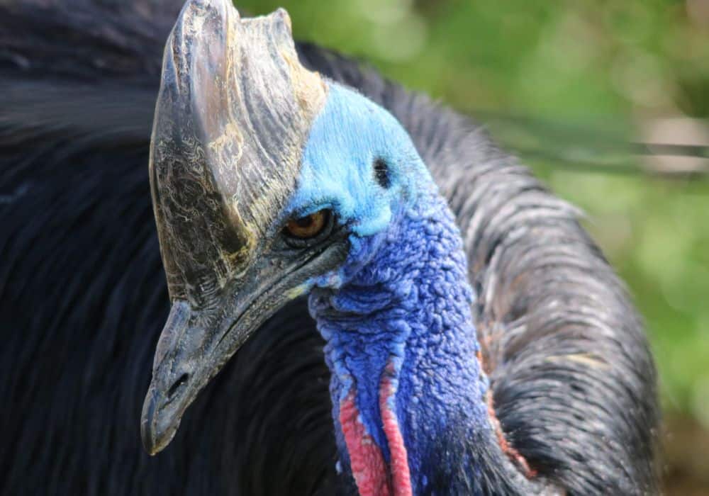 Cassowary Symbolism and Meaning