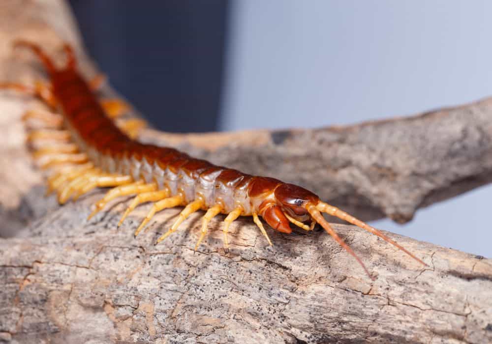 Centipede Spirit Animal