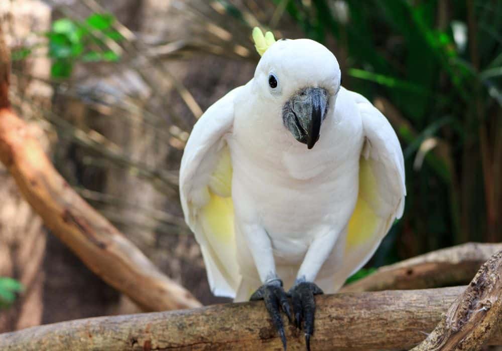 Cockatoo Totem Animal