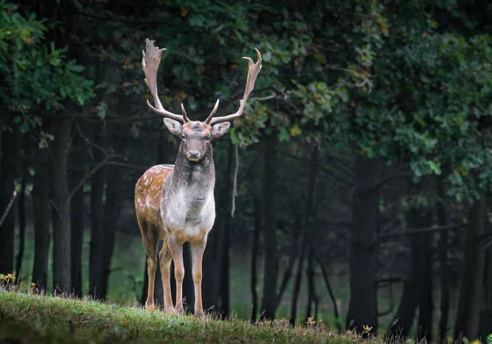 Deer Symbolism: 21 Spiritual Meanings Of Deer