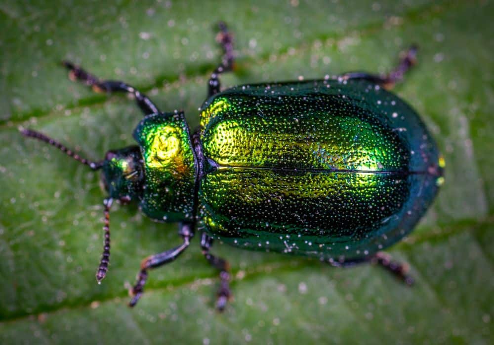 Different Beetles and What They Represent