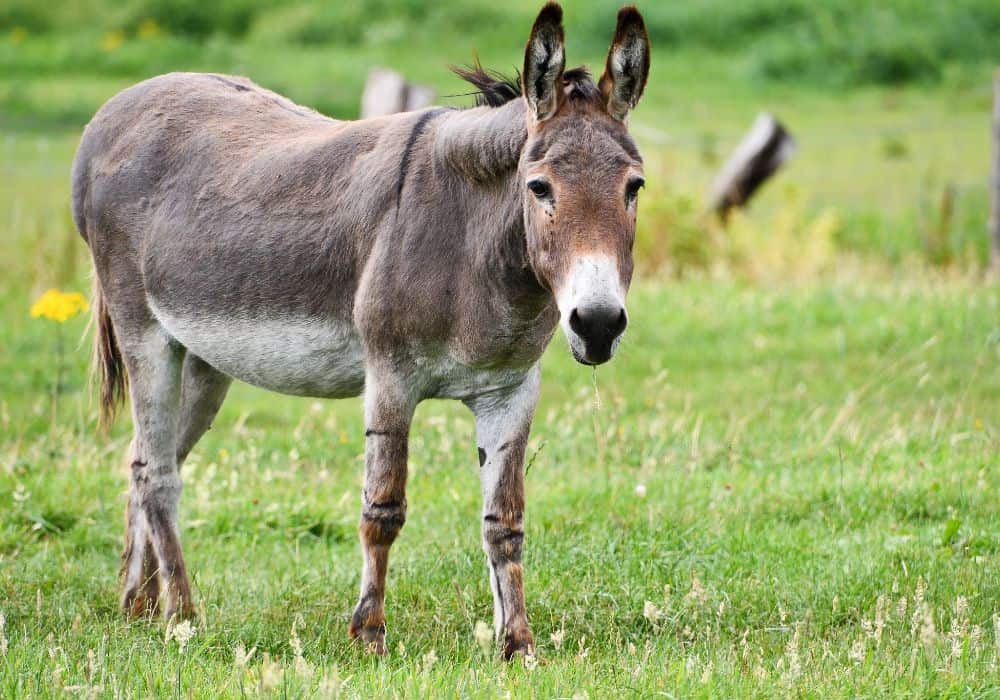 Do donkeys change their diets