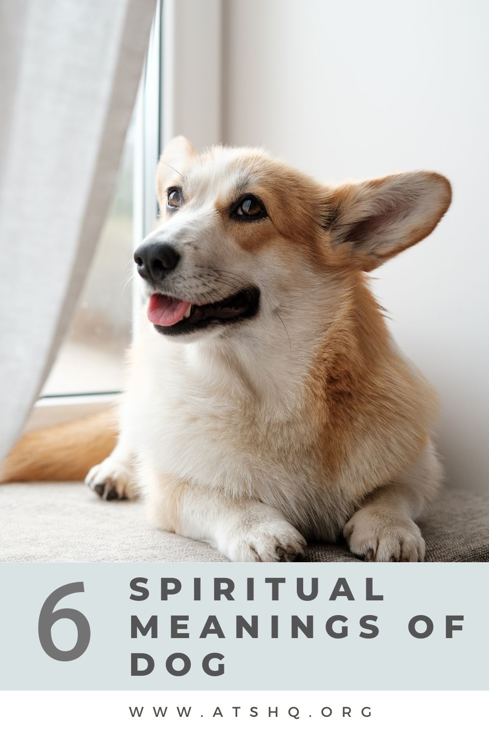 Dog Symbolism: 6 Spiritual Meanings of Dog