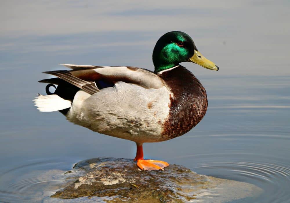 Duck Christianity symbolism