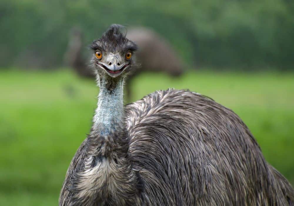 Emu Power Animal