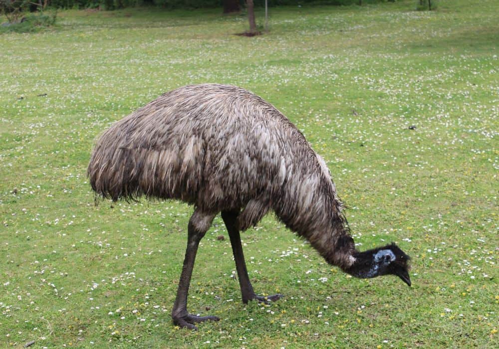 Emu as an omen