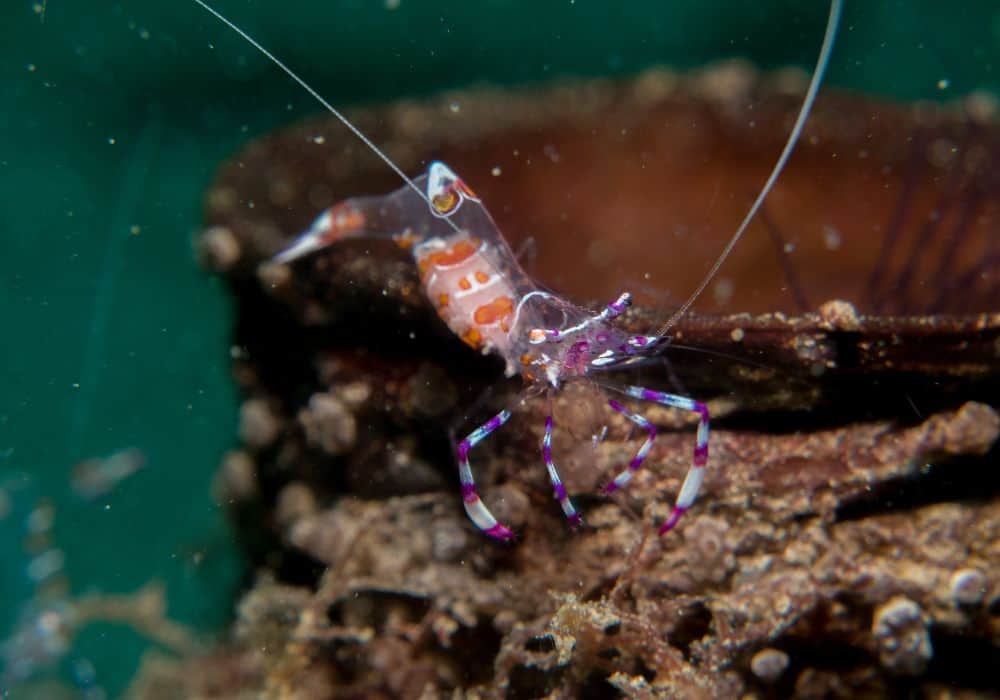 Ghost shrimp's Nature