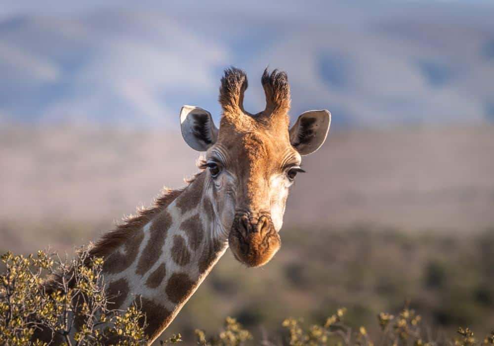 Giraffe as a Spirit Animal Symbol