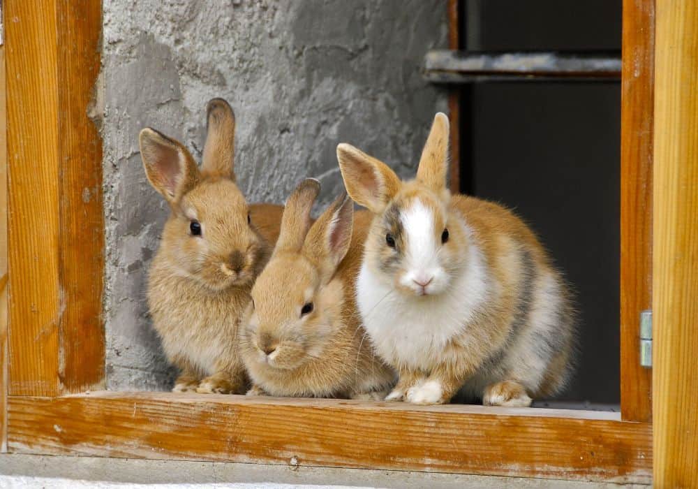 Global Meaning of Rabbits