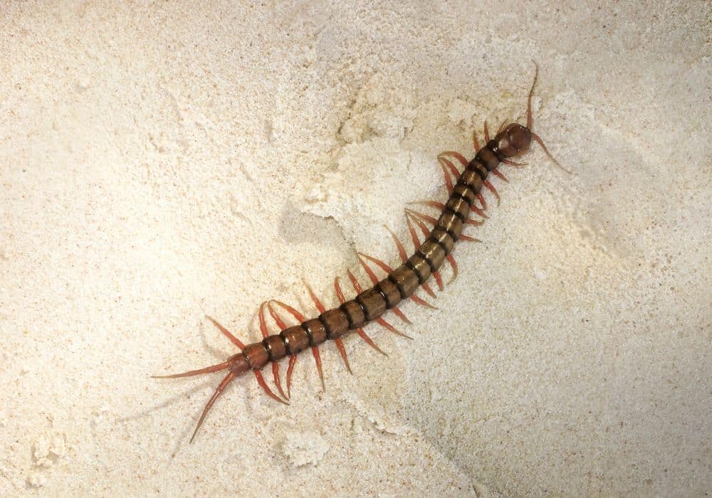 Global Meanings of Centipedes