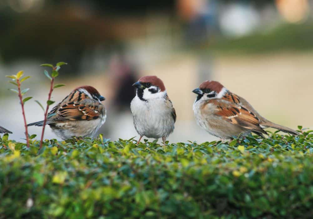 Global Sparrow Symbol