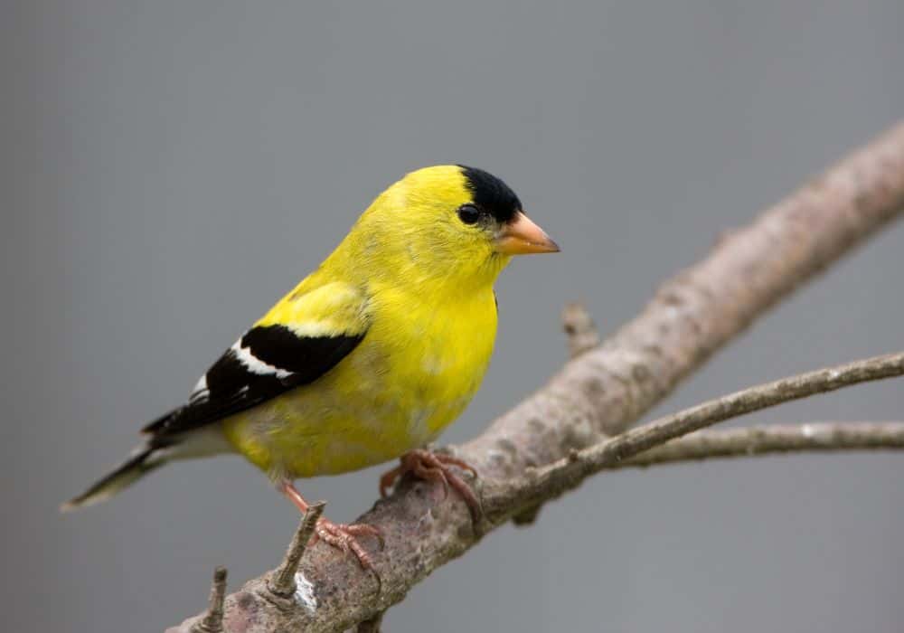 Goldfinch as an Omen