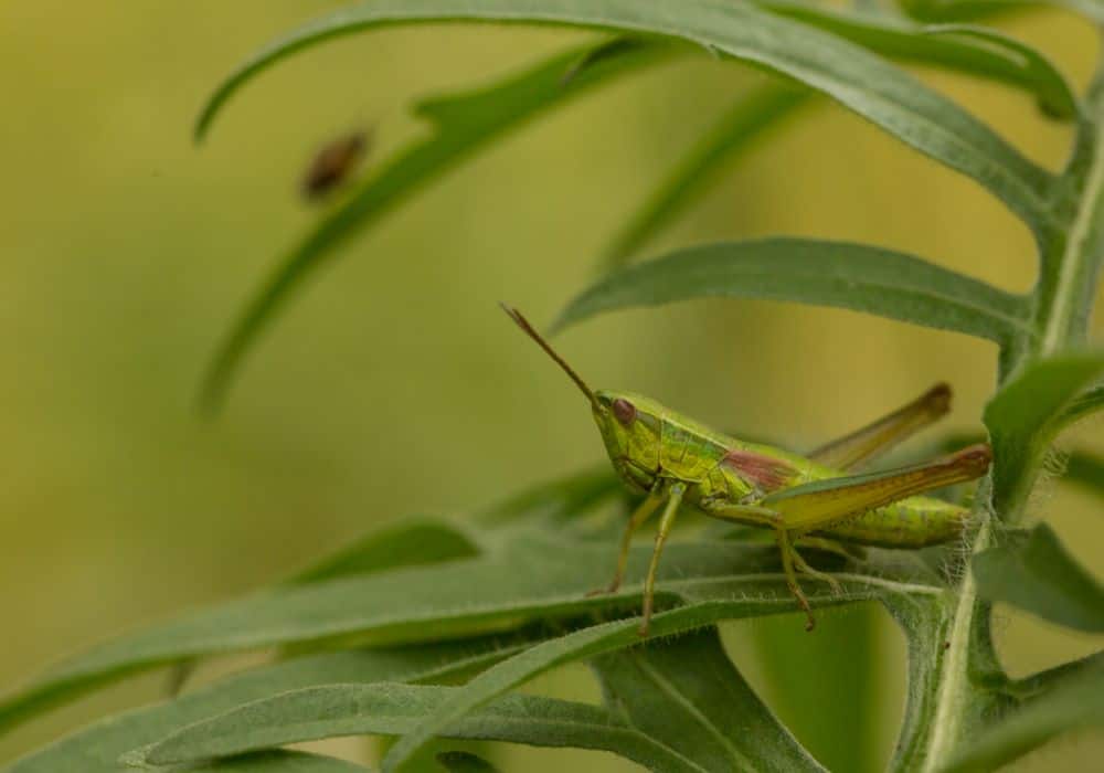 Grasshopper As A Spirit Animal