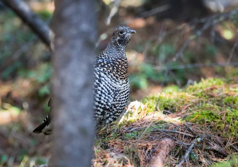 Grouse Meaning In Different Cultures