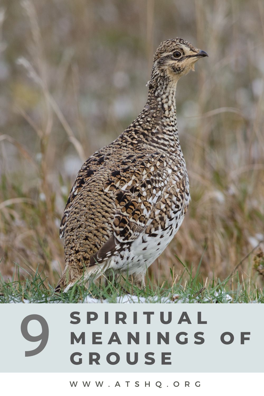 Grouse Symbolism: 9 Spiritual Meanings of Grouse
