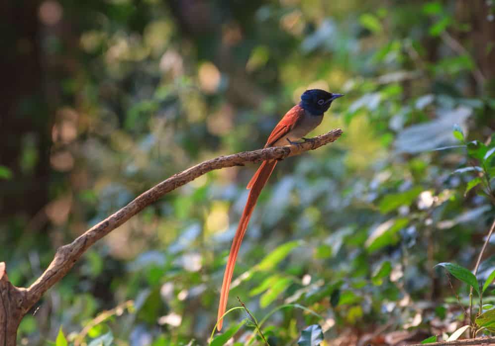Hinduism and Flycatchers