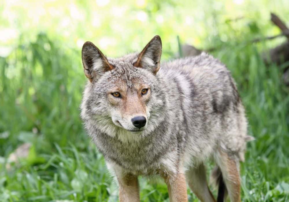 How Coyotes Are Symbolic to Different Cultures