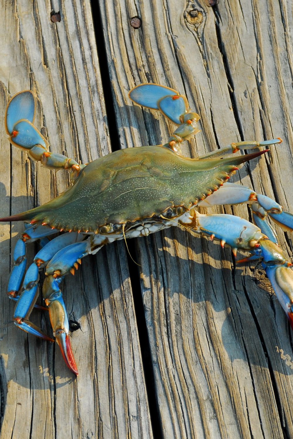 How Do Blue Crabs Eat?