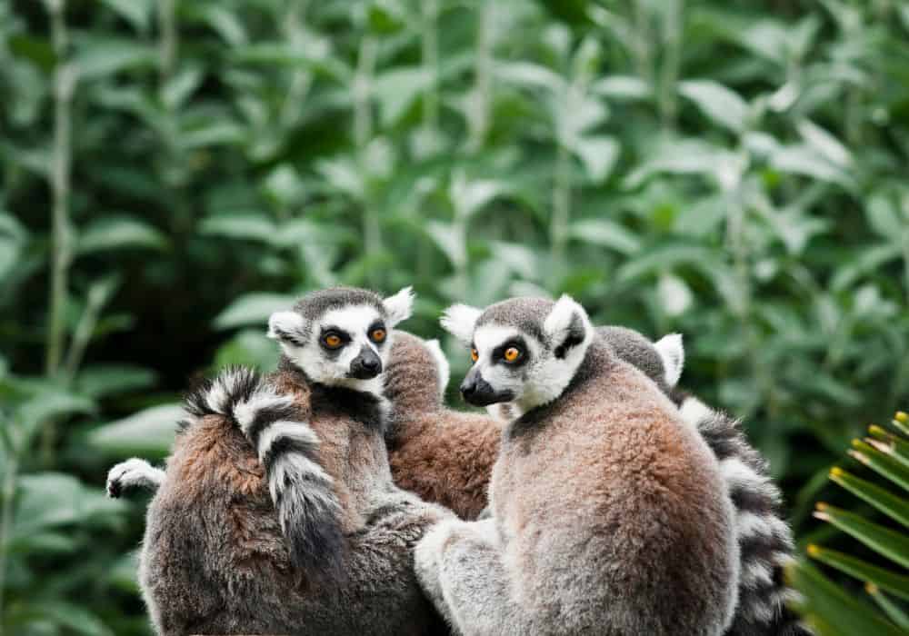 How Do Lemurs Hunt?