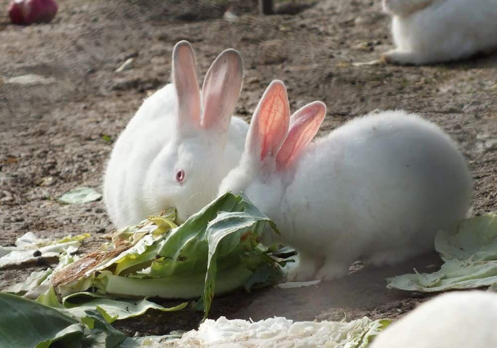 How Much and How Often Do Baby Rabbits Eat