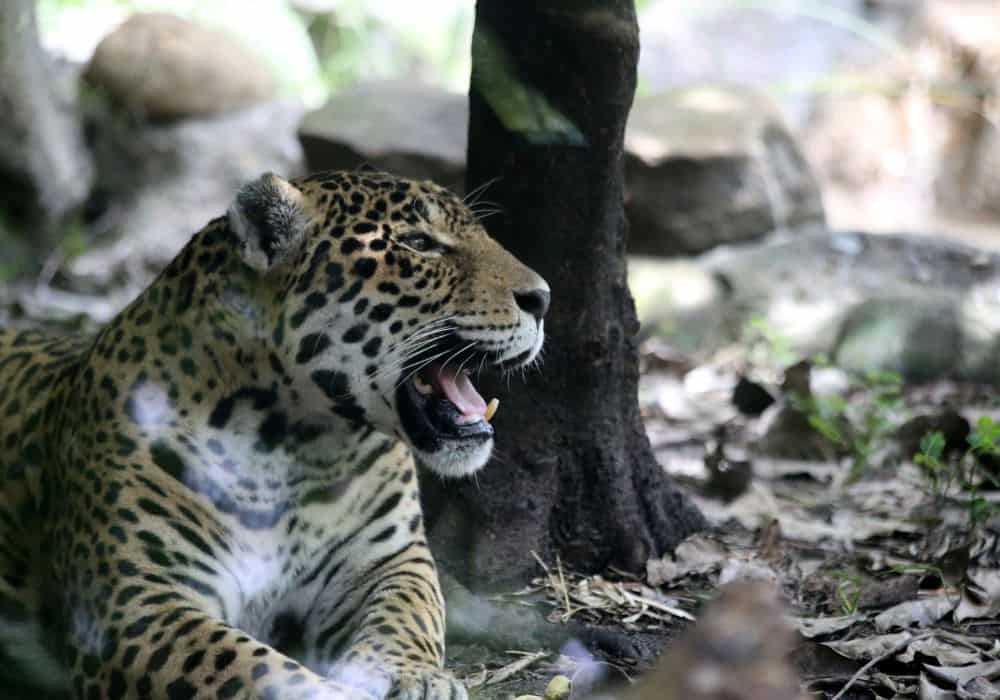 How Much and How Often Do Jaguars Eat