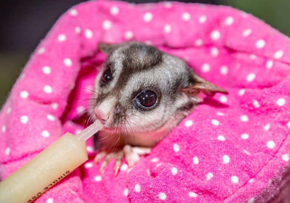 How Much and How Often do Sugar Gliders Eat?