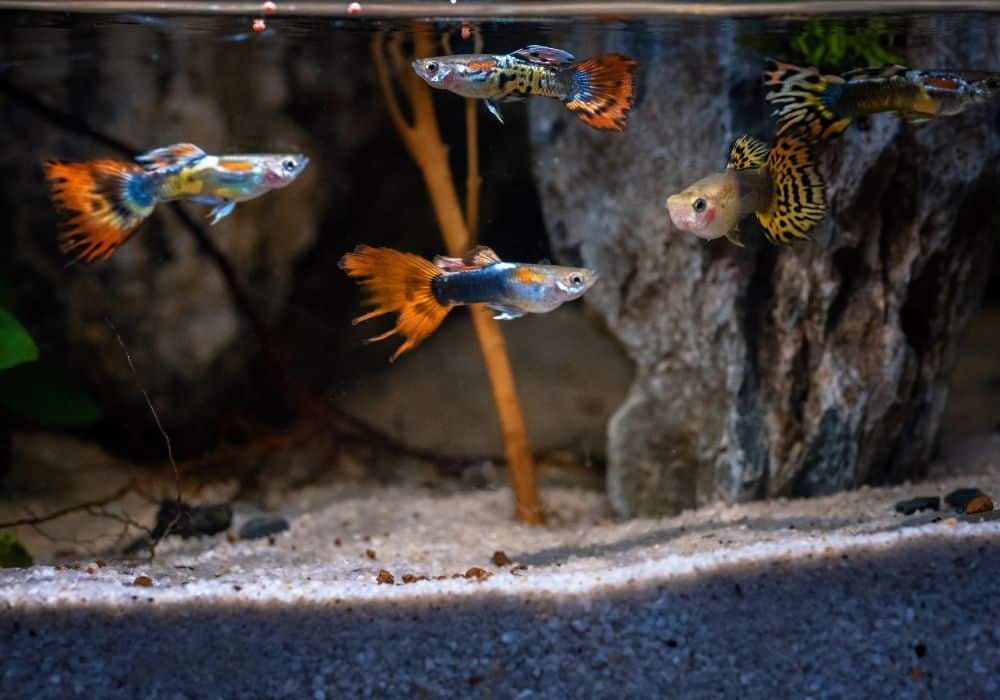 How Often Should You Feed Guppies