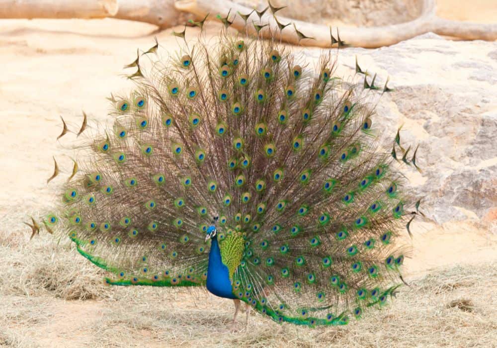 How To Interpret A Peacock Encounter