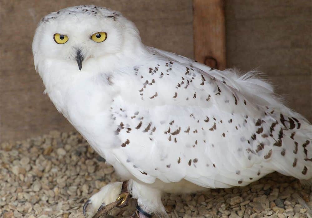 How To Interpret A Snowy Owl Encounter