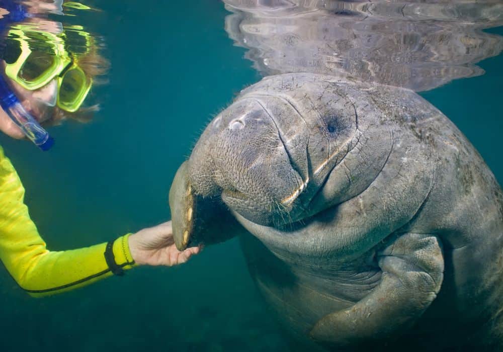 How do Manatees find food