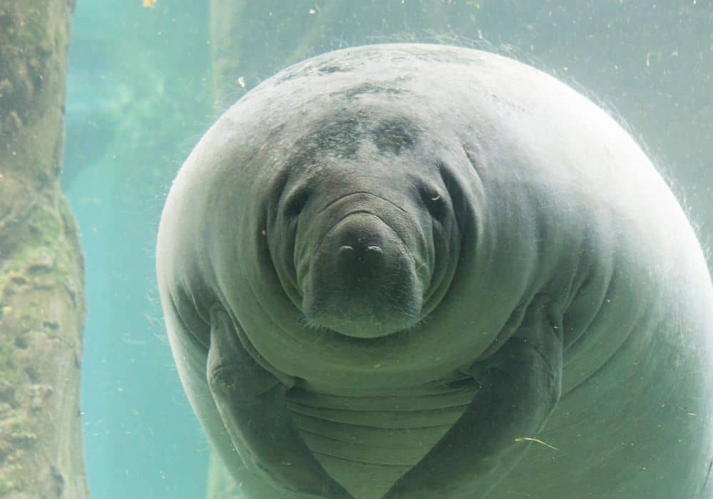 How much and how often do manatees eat