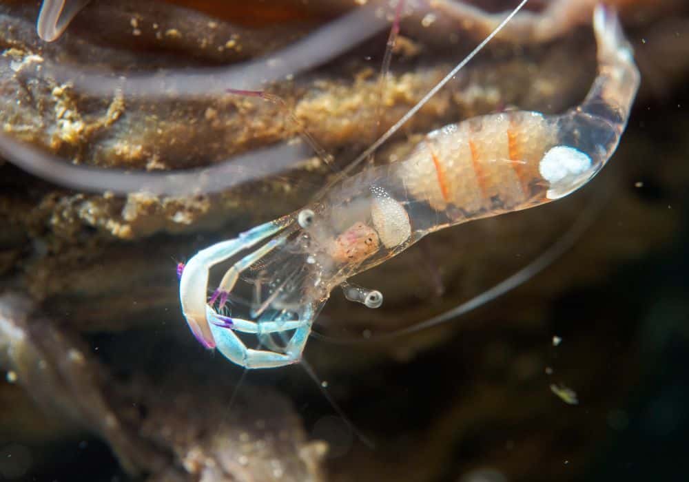 How much do ghost shrimp eat