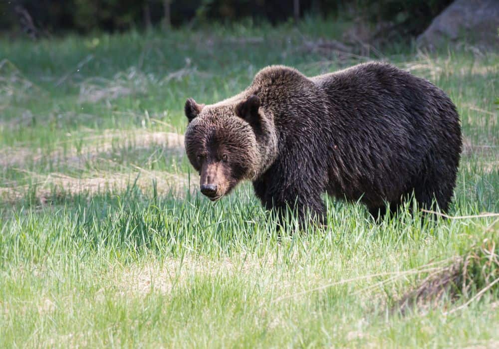 How much do grizzly bears eat?