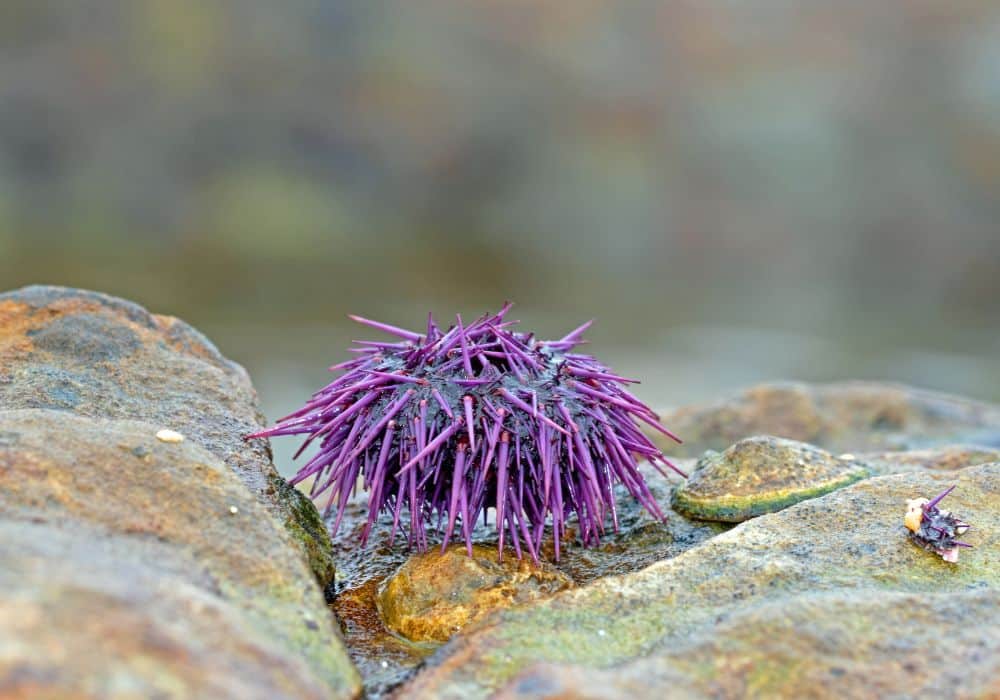 How much do sea urchins eat?