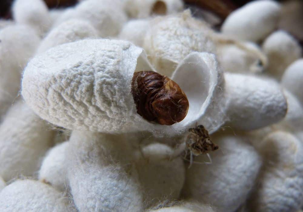 How to raise and breed silkworms?