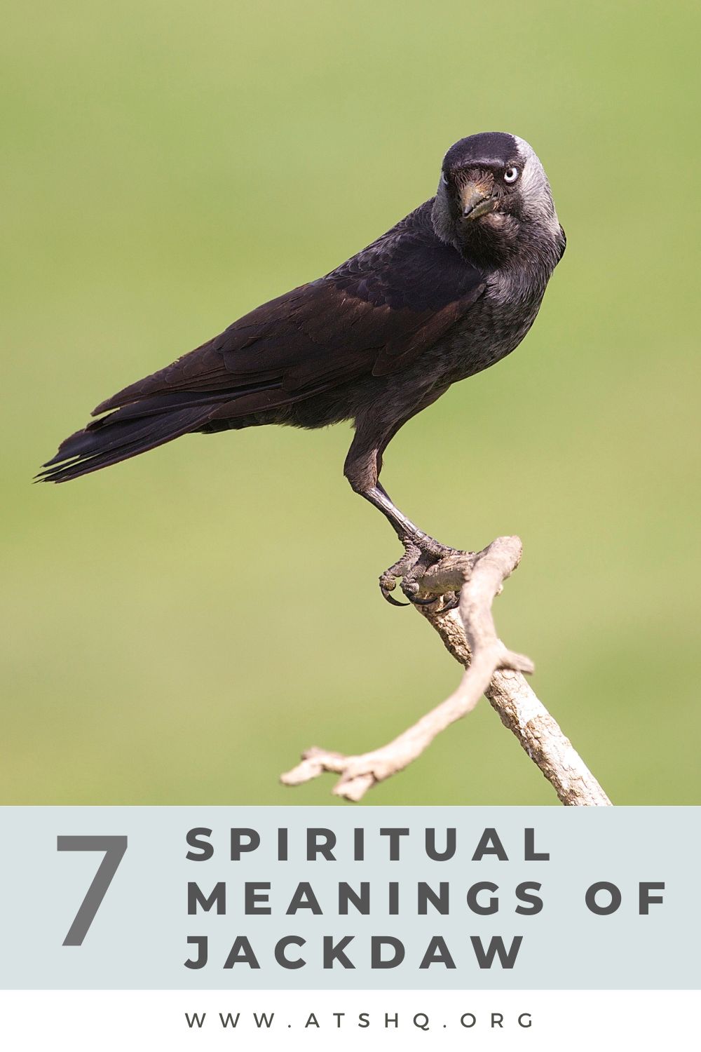 Jackdaw Symbolism: 7 Spiritual Meanings of Jackdaw