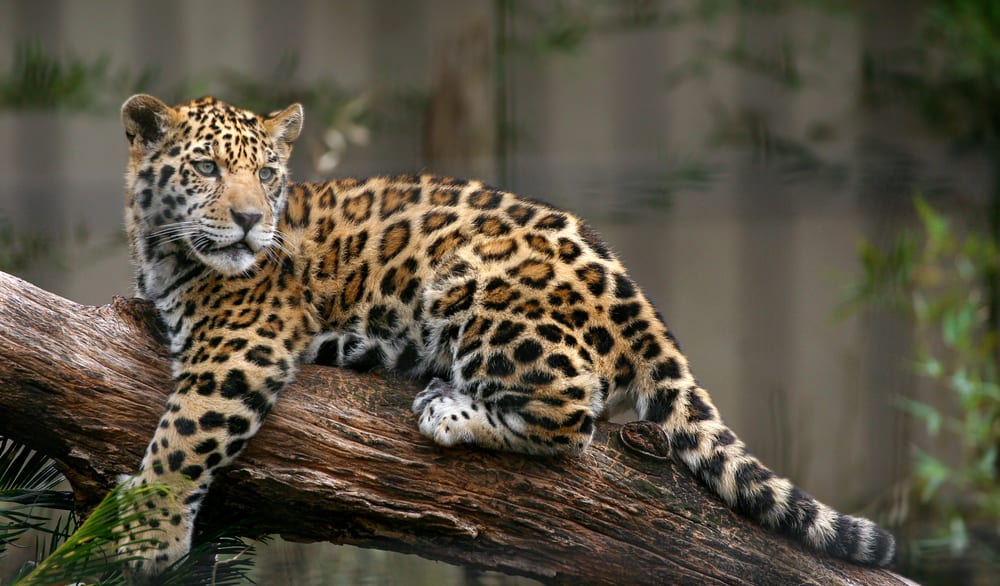 13 Things Jaguars Like To Eat (Diet & Facts)