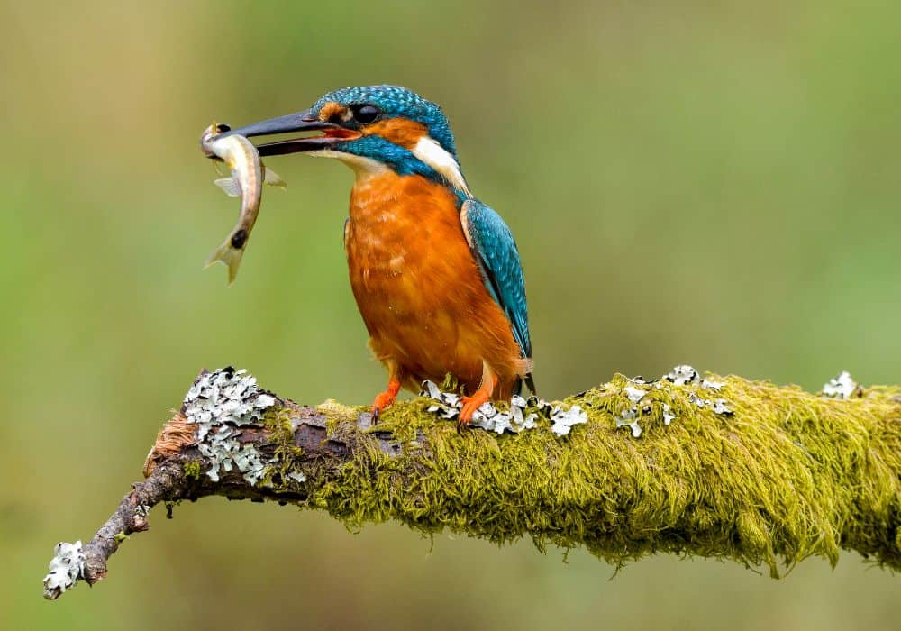 Kingfisher symbolism across different cultures