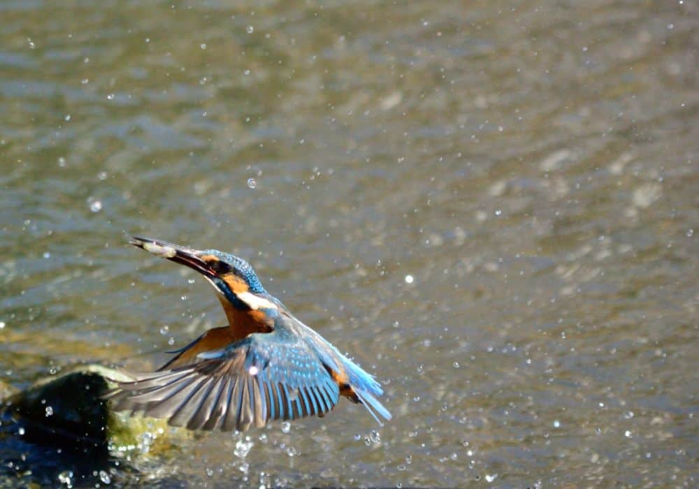 Kingfishers as power animals