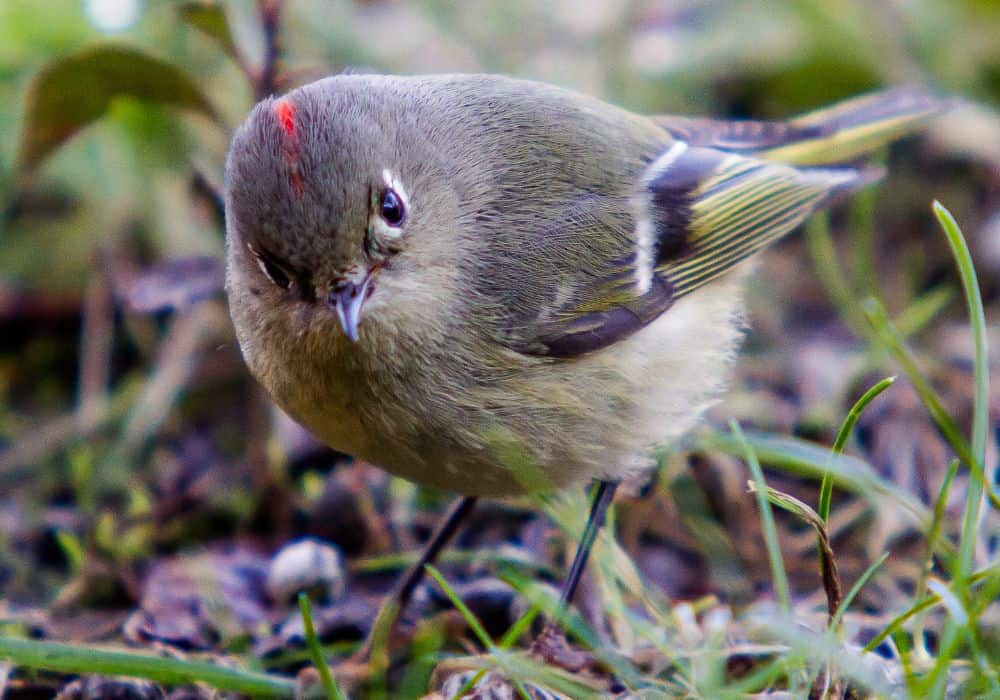 Kinglet Symbolism and Meaning