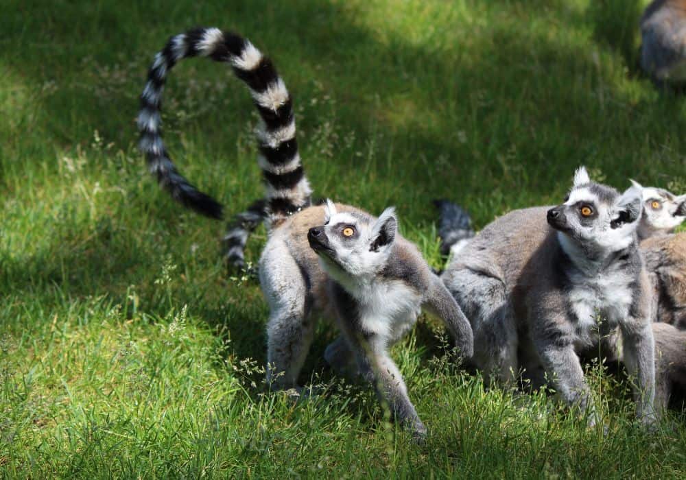 Lemurs Way of Communication