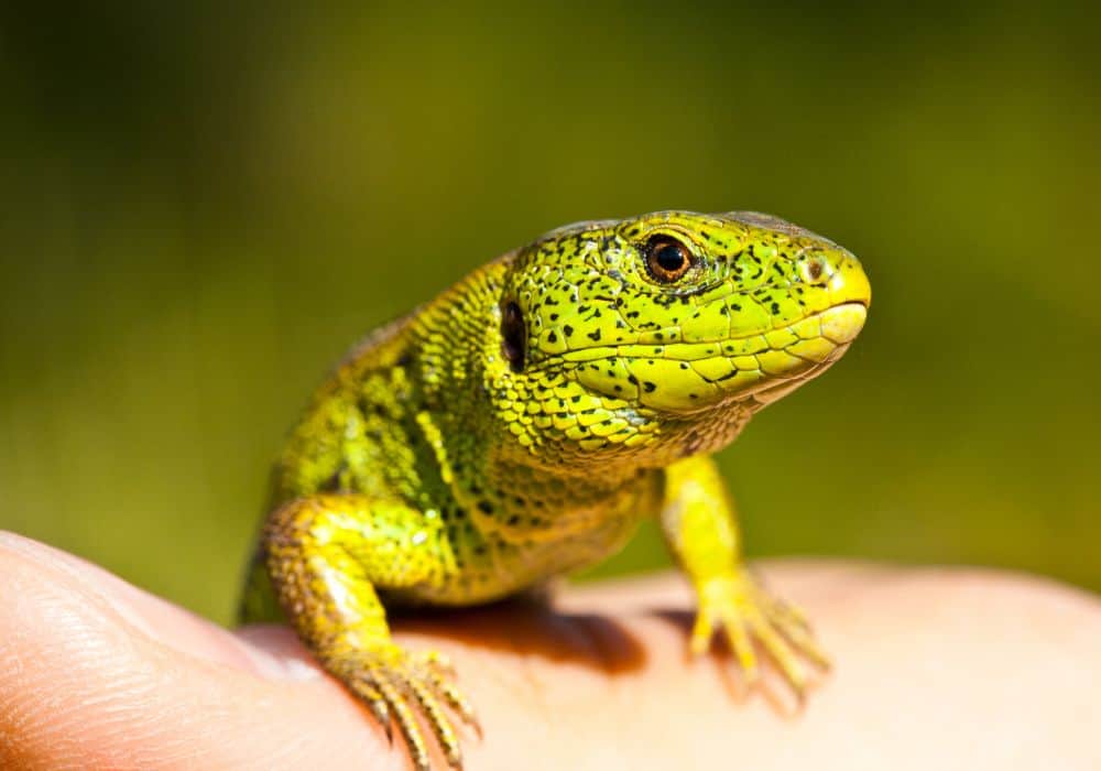 Lizard Symbolism: 10 Spiritual Meanings of Lizard