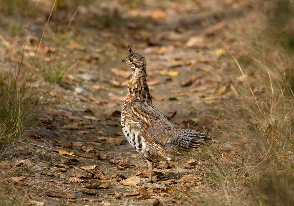 Drummer Boys - Ruffed Grouse - The Canadian Nature Photographer
