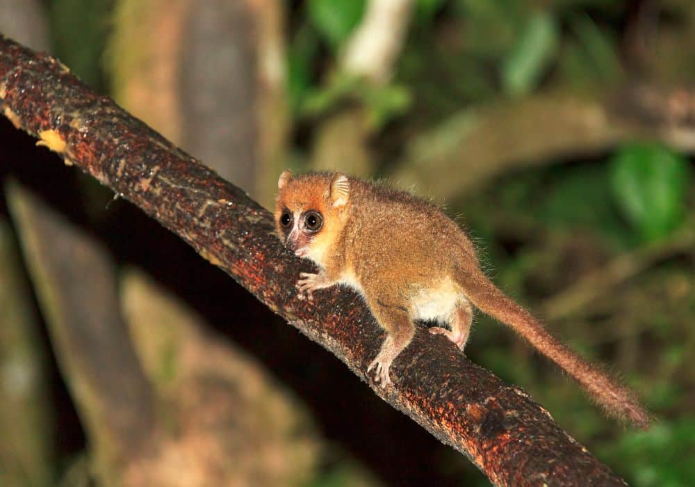 Mouse lemurs, Dwarf lemurs, and Four-marked lemurs