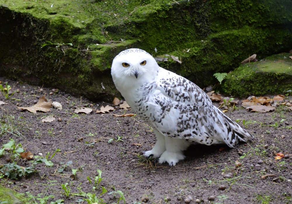Owl Totem Animal